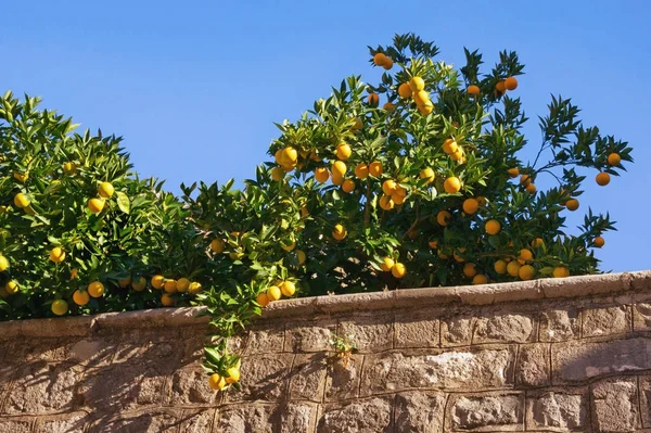 Branches d'un oranger aux fruits mûrs contre le ciel bleu — Photo