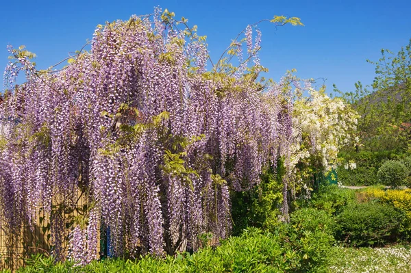 Primavera. Glicine fiorito nel giardino mediterraneo — Foto Stock