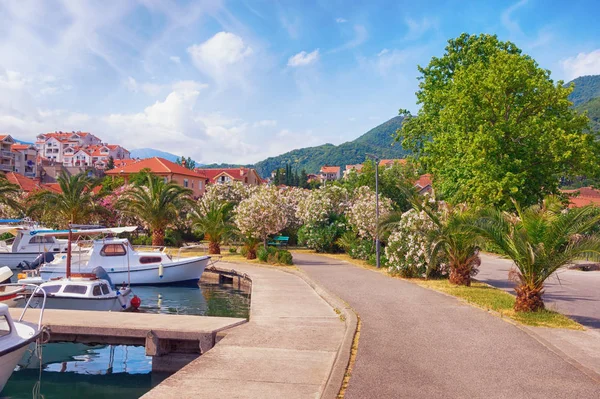 Pěšina na kvetoucí park ve středomořské město Tivat. Černá Hora — Stock fotografie