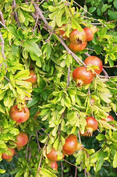 Rama de un granado con hojas y frutos maduros — Foto de Stock