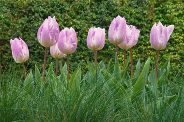 Bahar çiçekleri. Bahçedeki Pembe Laleler (Tulipa)