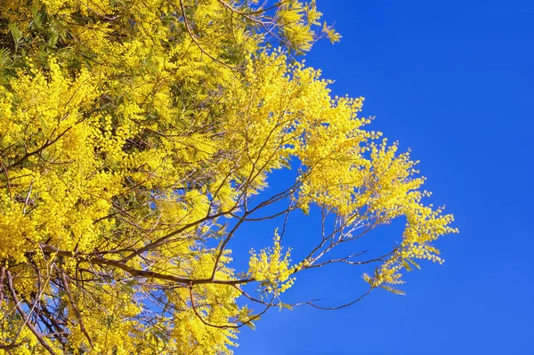 Άνοιξη. Κλαδιά των ανθίζοντας Acacia dealbata (mimosa) κατά της μπλε του ουρανού — Φωτογραφία Αρχείου