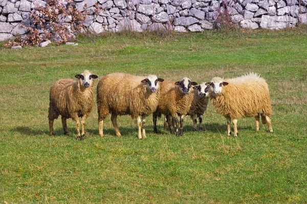 Πρόβατα ομαδικό πορτρέτο στο βοσκότοπο. Βοσνία Ερζεγοβίνη — Φωτογραφία Αρχείου