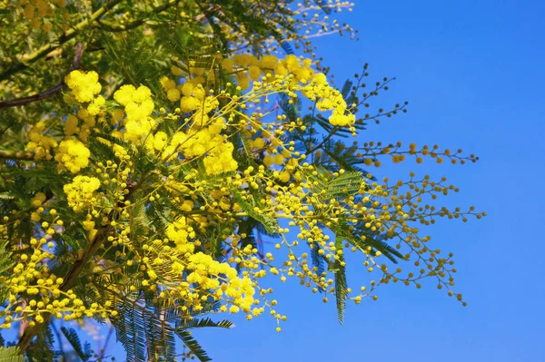Na Primavera. Flores amarelas de Acacia dealbata (mimosa) contra o céu azul — Fotografia de Stock