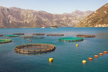 Balık çiftliği. Karadağ, Kotor Körfezi (Adriyatik Denizi)