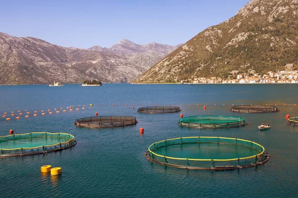 Balık çiftliği. Karadağ, Kotor Koyu'ndaki (Adriyatik Denizi)