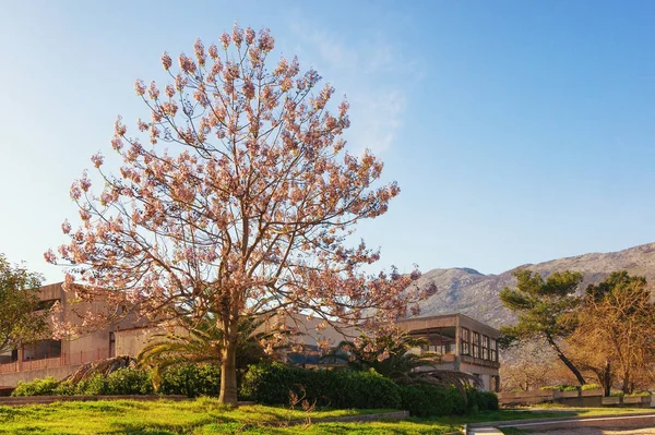 Beautiful Paulownia tomentosa (princess tree) in bloom on sunny  spring day.  Montenegro