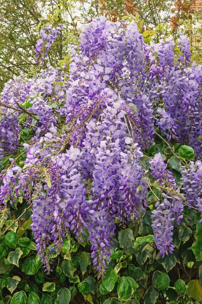 春花。地中海花园盛开的紫藤的美丽枝条 — 图库照片