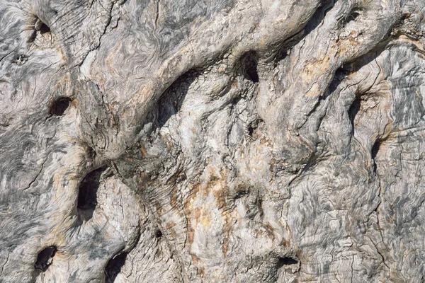 Zeytin ağacı kabuğu dokusu, arkaplan — Stok fotoğraf