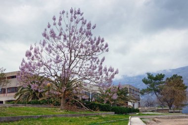 Bulutlu bahar gününde güzel Akdeniz manzarası. Prenses ağacı (Paulownia tomentosa) Kotor Körfezi kıyısında çiçek açar. Karadağ, Prcanj kenti