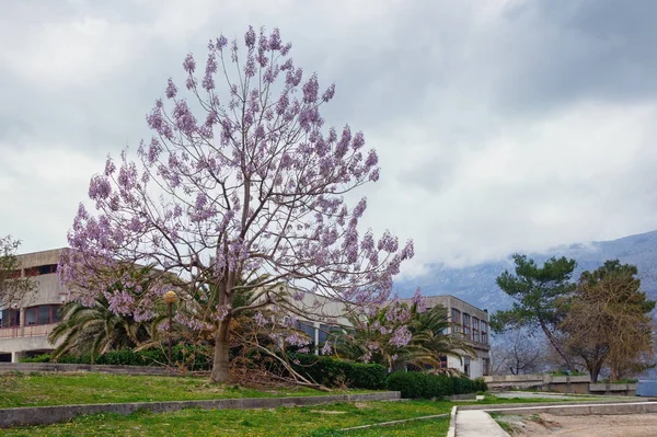 Bulutlu bahar gününde güzel Akdeniz manzarası. Prenses ağacı (Paulownia tomentosa) Kotor Körfezi kıyısında çiçek açar. Karadağ, Prcanj kenti