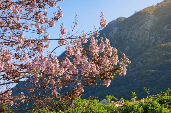 Güneşli bahar gününde, çiçek açan imparatoriçe ağacının (Paulownia tomentosa) dalları. Karadağ, Prcanj kenti