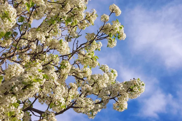 Det är vår. Filialer av blommande körsbär träd mot blå himmel med vita moln på solig dag — Stockfoto