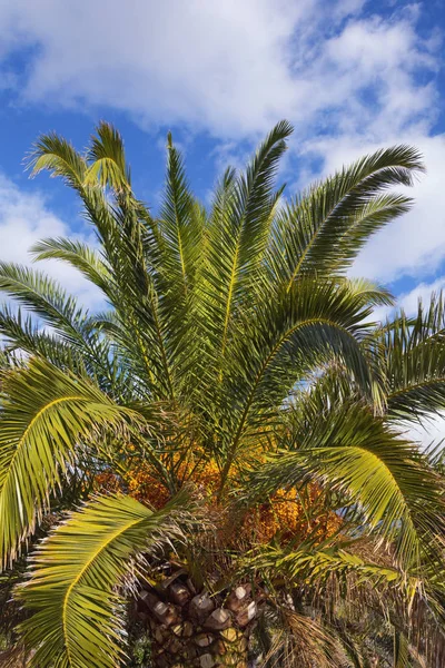 Canary Island Date Palm (Phoenix canariensis) with leaves and fruits against sky on sunny day. Vacation concept. Montenegro