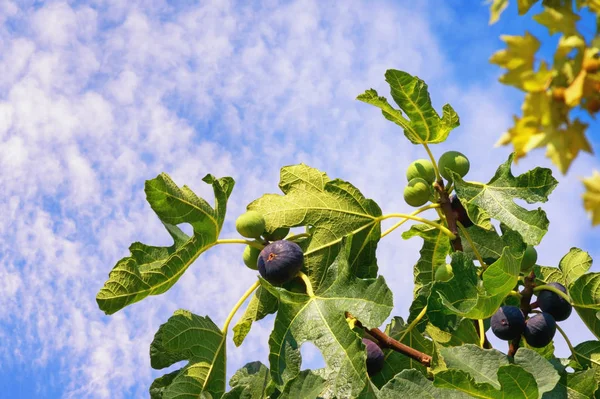 Güneşli bir sonbahar günü. Yapraklı ve meyveli incir ağacı (Ficus carica).