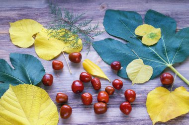 Sonbahar arkaplanı. Parlak sarı ve yeşil yapraklar ve jujube meyveleri (Ziziphus jujuba )