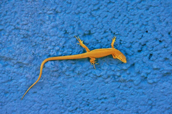 Yellow gecko crawls on blue rustic wall, background.  Copy space