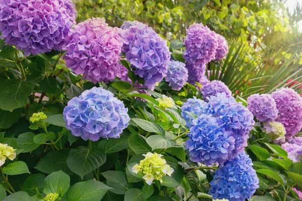 Bahçedeki renkli ortanca çiçekleri (Hydrangea makrophylla)