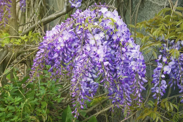 Fiori primaverili. Glicine fiorito in giardino — Foto Stock