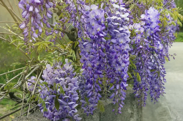 Lente bloemen. Bloeiende blauweregen wijnstok in mediterrane tuin — Stockfoto