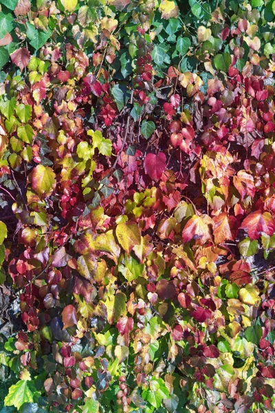 Heldere herfst achtergrond. Kleurrijke klimop bladeren (Hedera) deksel muur — Stockfoto