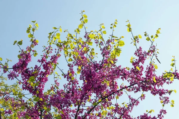 Det är vår. Blommor och blad av rödknopp träd (Cercis) mot blå himmel — Stockfoto