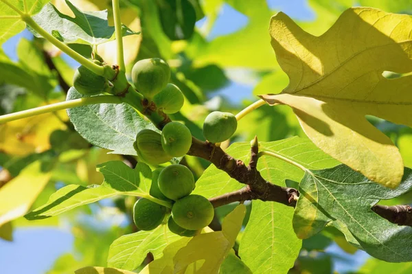 Herfst. Tak van vijgenboom (Ficus carica) met bladeren en vruchten — Stockfoto