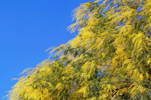 Μπλε Ουρανός Και Κίτρινα Λουλούδια Ηλιόλουστα Χρώματα Της Άνοιξης Δέντρο — Φωτογραφία Αρχείου