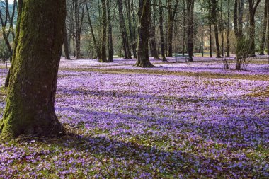 Güneşli bir bahar gününde parkta çiçek açan kır ağaçları (Crocus Vernus). Çetince kenti, Karadağ