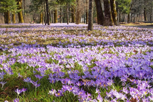 Солнечный Весенний День Цветы Крокуса Crocus Vernus Парке Город Цетине — стоковое фото