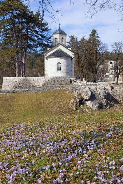 モンテネグロ 晴れた春の日にCetinje市の景色 聖母の誕生の教会 キプルの裁判所教会 遠くにあるセチジン修道院 — ストック写真