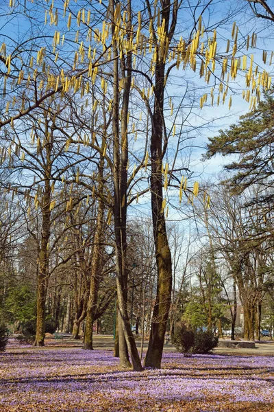 공원의 봄날입니다 크로커스 보라색 나무의 몬테네그로 — 스톡 사진