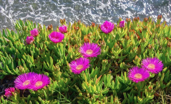 Brillantes Flores Rosa Púrpura Suculenta Planta Perenne Carpobrotus Acinaciformis Elands — Foto de Stock