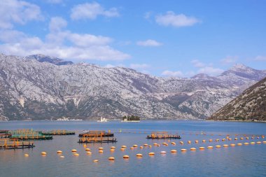 Balık çiftliği ve Kotor Körfezi 'nde iki küçük adası olan güneşli bir arazi. Karadağ, Adriyatik Denizi