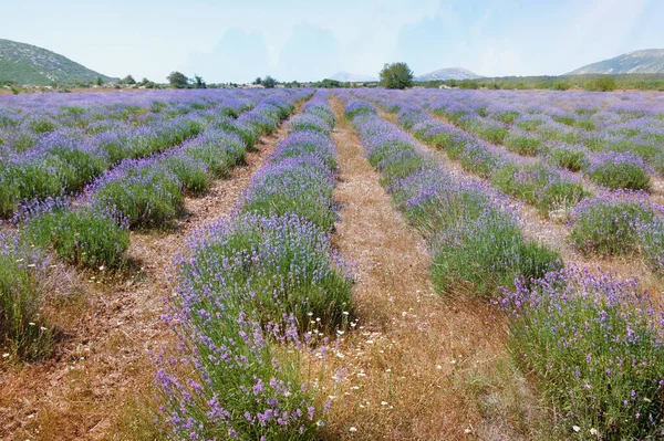 Lavender Field Mountain Valley Dinaric Alps Sunny Summer Day Bosnia — Stock Photo, Image