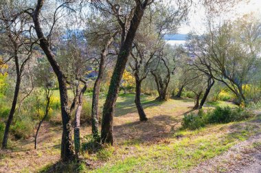 Sonbahar Akdeniz manzarası. Güneşli bir günde dağ yamacında zeytin ağaçları. Karadağ ve Tivat