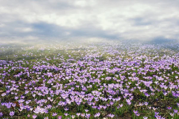Spring Glade Crocus Flowers Crocus Vernus Foggy Day Montenegro — Stock Photo, Image
