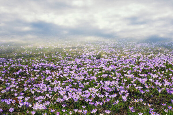 Весной. Поляна с цветами крокус (Crocus Vernus) в туманный день. Черногория
