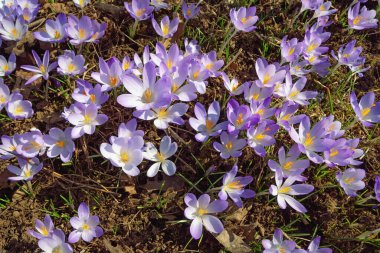 Crocus Vernus (Crocus Vernus), güneşli bahar gününde kuru yaprakların arasında çiçek açar.