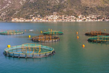 Güzel Akdeniz manzarası. Balık çiftliği. Karadağ, Adriyatik Denizi, Kotor Körfezi. Uzakta Perast kasabası