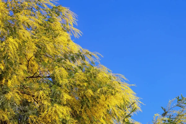 Jour Printemps Ensoleillé Branches Acacia Dealbata Arbre Mimosa Avec Des — Photo