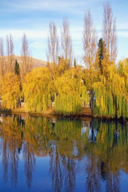 Sonbahar. Nehir kenarındaki sarı söğüt ağaçları (Salix Bablonica). Bosna-Hersek ve Trebisnjica nehri