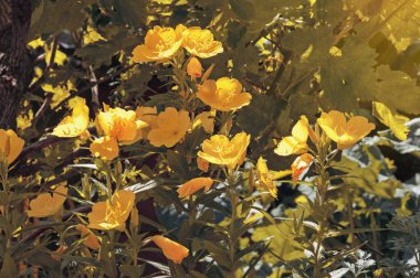 Yellow flowers of Prairie Sundrops ( Meadow Evening Primrose, Oenothera pilosella ). Color tinting clipart