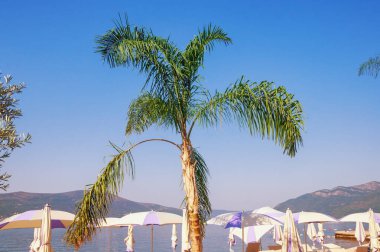 Yaz plajı tatili konsepti. Mavi gökyüzüne karşı palmiye ağacı. Güzel Akdeniz manzarası. Karadağ, Adriyatik Denizi, Kotor Körfezi, Tivat kenti