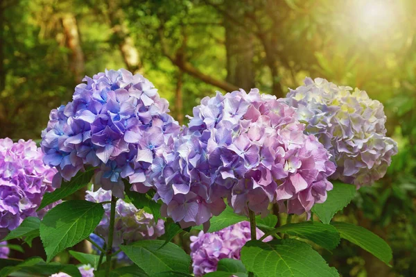 Beautiful multi-colored flowers of hydrangea  (  Hydrangea macrophylla ) in garden on sunny day