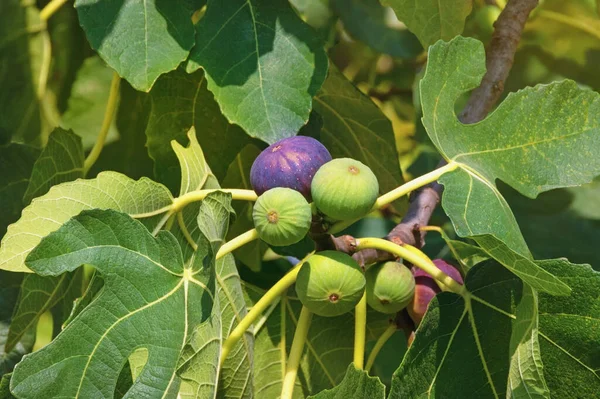 İncir ağacı dalları (Ficus carica) güneşli sonbahar gününde yapraklar ve meyvelerle
