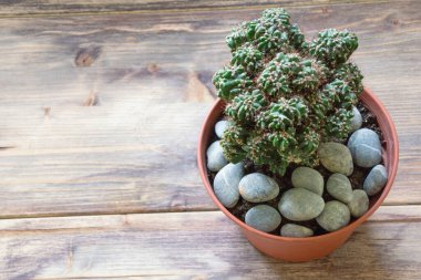 Kaktüs koleksiyonu, hobi konsepti. Cereus Forbesii kırsal arka planda tencerede canavar kaktüsü. Metin için boş alan