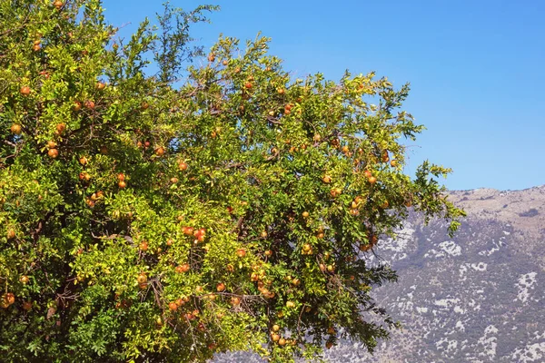 Sonbahar Güneşli Bir Günde Yaprakları Olgun Meyveleri Olan Nar Ağacı — Stok fotoğraf