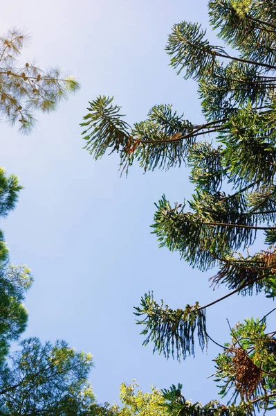 Silhuetter Grenar Barrträd Mot Blå Himmel Tallträd Och Araukariaträd Montenegro — Stockfoto