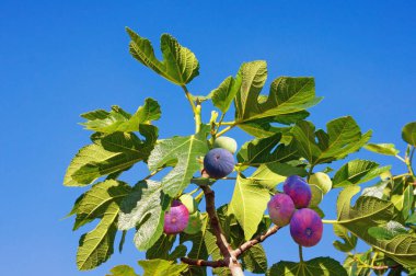 Sonbahar. Yapraklı incir ağacı dalı (Ficus carica) ve mavi gökyüzüne karşı renkli meyveler